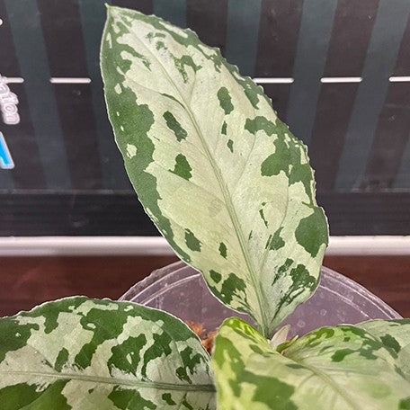 aglaonema pictum bicolor for sale Aglaonema pictum tricolor 'Black' variegated 2.5" *On Hand* – OrchidBox Wholesale