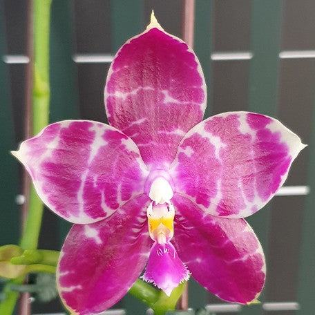 173189835561-Phal.%20Lyndon%20Mix%20Zebra%20'278'%20%E8%8A%B11.jpg
