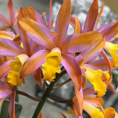 Cattlianthe Magic Bell 'New Trick' HCC/AOS 2.5