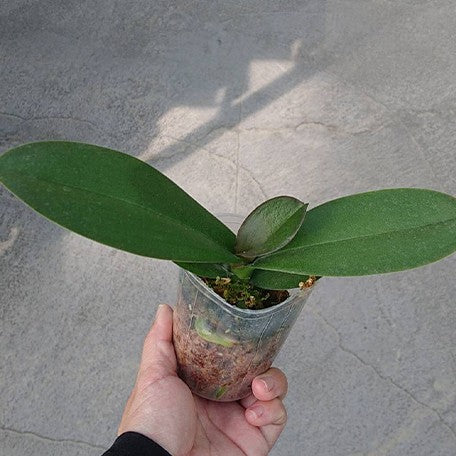 173267576571-Phal.%20Yushan%20Fairy%20Go%20%E6%A4%8D%E6%A0%AA2.5''2.jpg