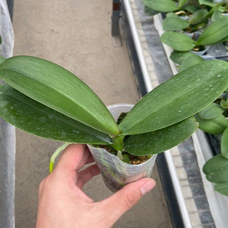 173267655877-Phal.%20Taida%20Prince%20Pearl%20%E6%A4%8D%E6%A0%AA2.5''1.jpg