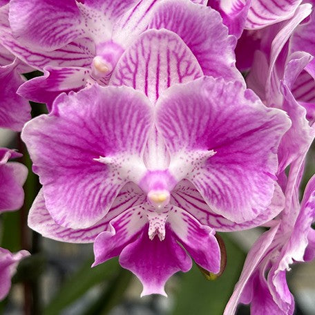 173267739166-Phal.%20(Ching%20Shang%20Stripe%20%C3%97%20Sogo%20Vivien)%20'ES'%20%E8%8A%B11.jpg
