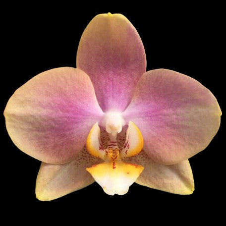 173275975690-Phal.%20Long%20Pride%20Brienne%20%E8%8A%B11.jpg