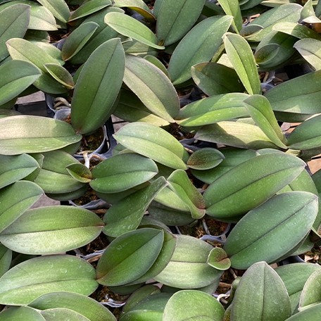 173336754651-Phal.%20Taisuco%20Wonderland%20%E6%A4%8D%E6%A0%AA2.5''2.jpg