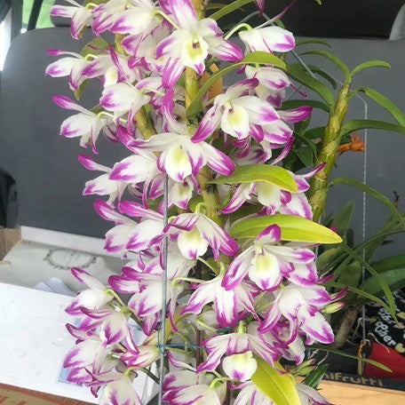 Dendrobium Sea Sky 'Silk' 2.5