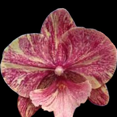 Phalaenopsis King Car Marble 'JC717 2' 2.5