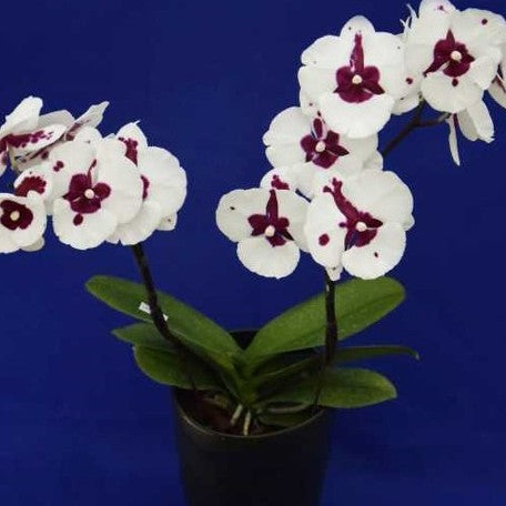 173396688935-Phal.%20King%20Car%20Pieris%20Canidia%20%E8%8A%B12.jpg