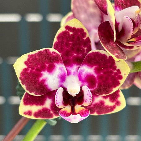 173405620731-Phal.%20Charming%20Cafecat%20'0743'%20%E8%8A%B11.jpg