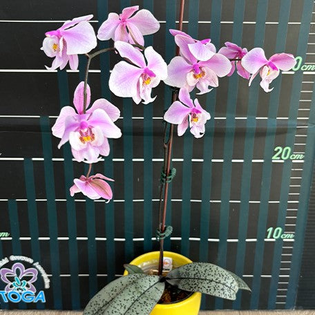 173407065239-Phal.%20schilleriana%20(silver%20leaves)%20%C3%97%20sib%20%E8%8A%B13.jpg