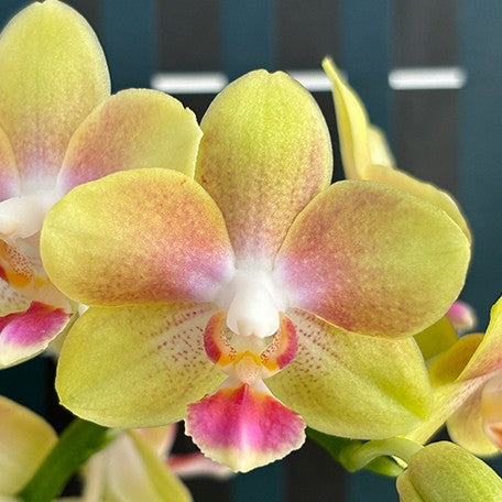 173407940865-Phal.%20Miki%20Golden%20Sand%20'Baby%20MXS02'%20%E8%8A%B11.jpg