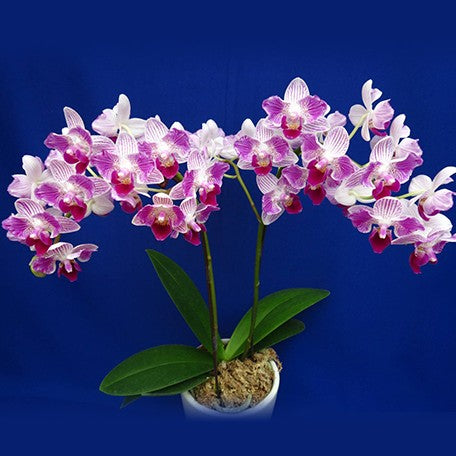 173451009656-Phal.%20Sogo%20Elegance%20'70475'%20%E8%8A%B12.jpg