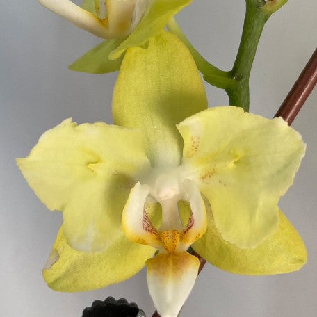 173493233991-Phal.%20Fangmei%20Green%20Light%20%E8%8A%B11.jpg