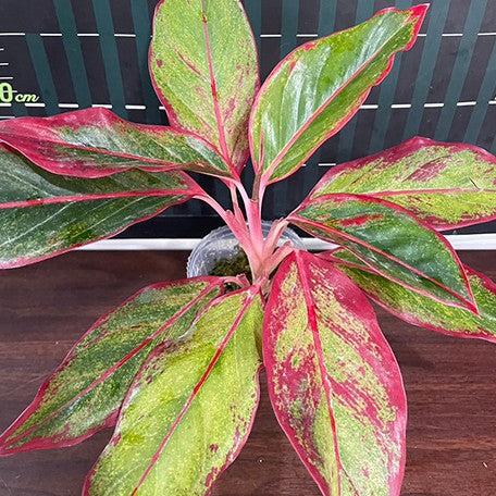aglaonema siam aurora price Aglaonema 'Siam Aurora' variegated 2.5" – OrchidBox Wholesale