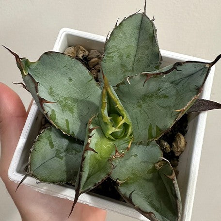 173509574555-Agave%20titanota%20'Blue%20Ball'%20%E8%8A%B11.jpg