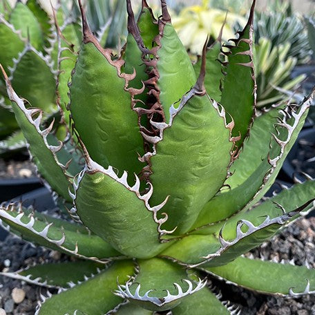 173509589631-Agave%20Horrida%20%E8%8A%B11.jpg