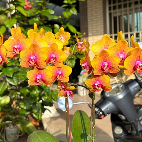 173520714613-Phal.%20Brother%20Sara%20Gold%20%E8%8A%B12.jpg