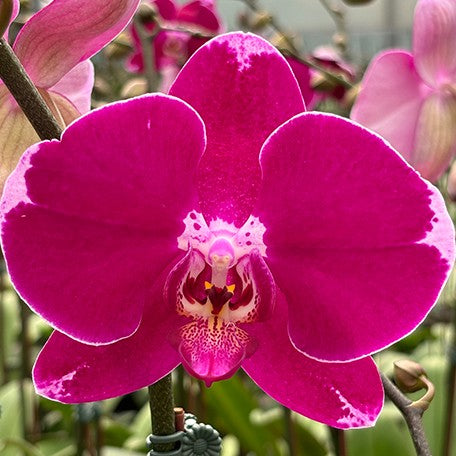 173529344474-Phal.%20DO%20Black%20Lady%20%E8%8A%B11.jpg