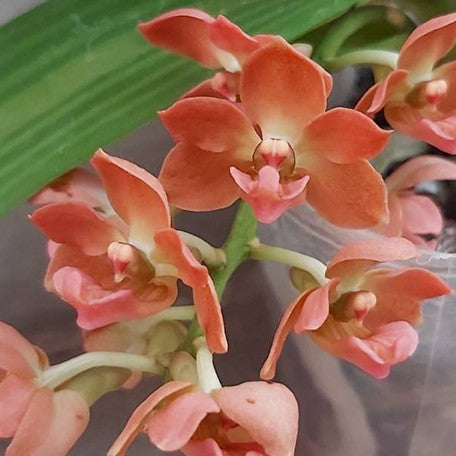 173563419758-Rhy.%20gigantea%20var.%20orange%20%C3%97%20sib%20%E8%8A%B11.jpg