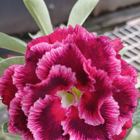 173588778089-Adenium%20obesum%20'Blue%20Phoenix'%20%E8%8A%B11.jpg