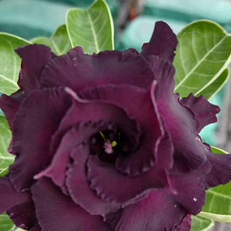 173588791896-Adenium%20obesum%20'Black%20Knight'%20%E8%8A%B11.jpg