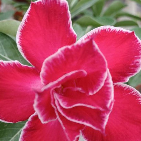 173588810070-Adenium%20obesum%20'Momotaro'%20%E8%8A%B11.jpg