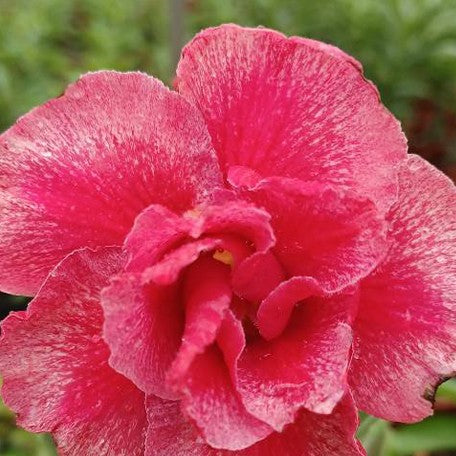 173588818273-Adenium%20obesum%20'Rainbow%20Phoenix'%20%E8%8A%B11.jpg