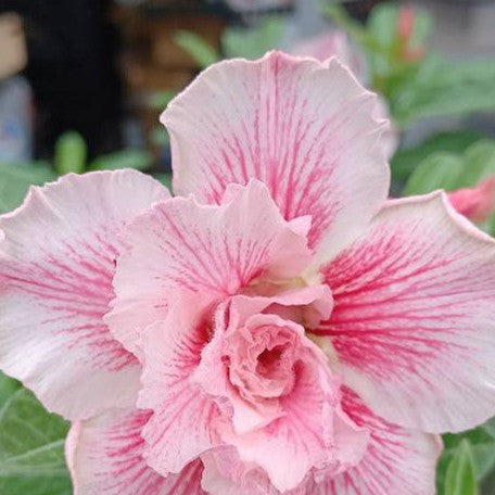 173588828075-Adenium%20obesum%20'Dance%20Miracle'%20%E8%8A%B11.jpg