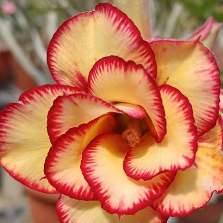 173588836012-Adenium%20obesum%20'Mirror'%20%E8%8A%B11.jpg