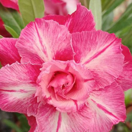 173588844666-Adenium%20obesum%20'Rose%20Queen'%20%E8%8A%B11.jpg