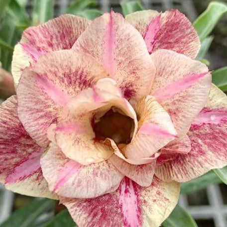 173588852710-Adenium%20obesum%20'Anka'%20%E8%8A%B11.jpg