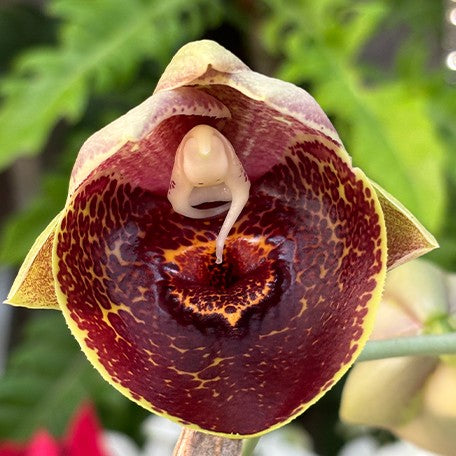 173589609626-Catasetum%20Orchidglade%20'Jack%20of%20Diamond'%20%E8%8A%B12.jpg