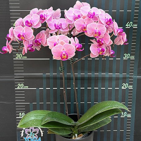 173622749399-Phal.%20Tiannong%20Golden%20Vivien%20%E8%8A%B13.jpg