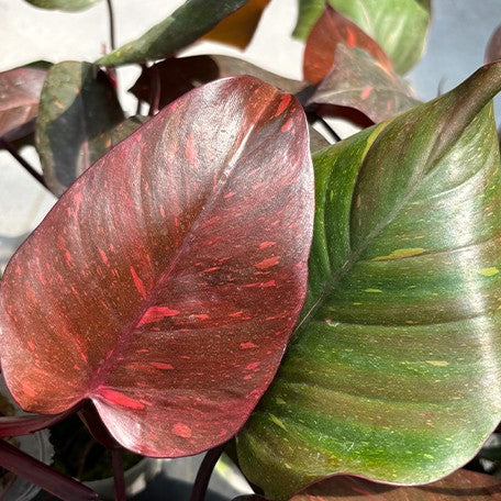 orange princess philodendron Philodendron "Orange Princess" / sp. 'Sunspot' variegated 2.5" *On Han – OrchidBox Wholesale