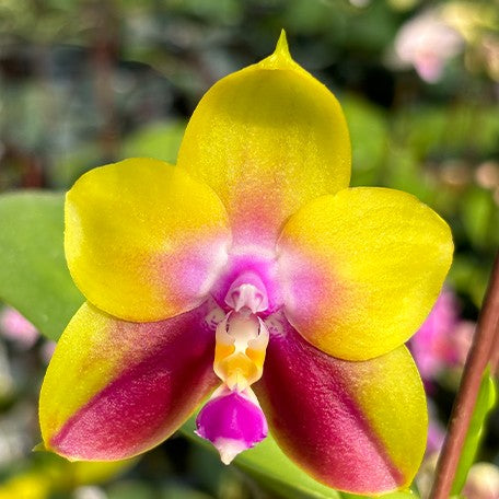 Phalaenopsis Meidarland Kaiulani 'Yellow Lion' 2.5