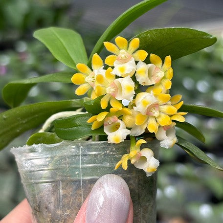 173622975981-Gastrochilus%20japonicus%20%C3%97%20sib%20%E8%8A%B13.jpg