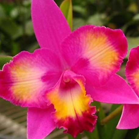Cattleya Hawaiian Splash 'Lea' BM/JOGA 2.5