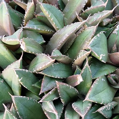 173736332150-Agave%20titanota%20'Totoro'%20%E8%8A%B11.jpg