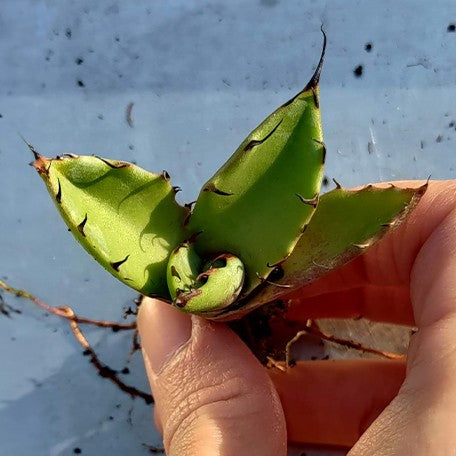 173736917722-Agave%20colorata%20%C3%97%20titanota%20%E8%8A%B11.jpg