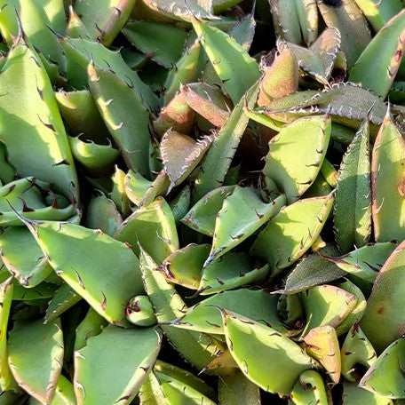 173736954141-Agave%20titanota%20'Spades'%20%E8%8A%B11.jpg