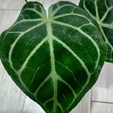 173872704354-Anthurium%20magnificum%20%E6%A4%8D%E6%A0%AA3''3.jpg