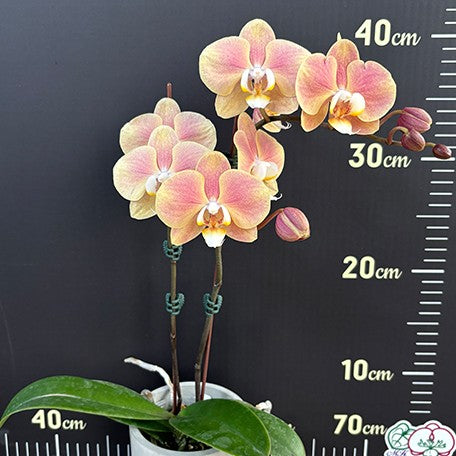 173943129959-Phal.%20OX%20Golden%20Star%20'OX1663'%20%C3%97%20SKB%20Black%20Lace%20%E8%8A%B13.jpg
