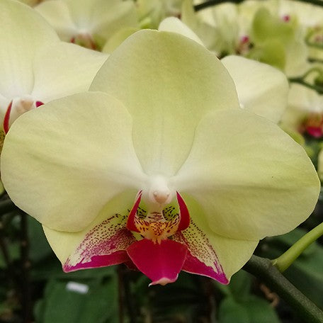 174046332136-Phal.%20Fortune%20Saltzman%20(variation)%20%E8%8A%B11.jpg