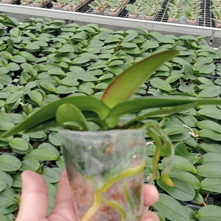 174191316748-Phal.%20Lioulin%20Lily%20%E6%A4%8D%E6%A0%AA2.5''1.jpg