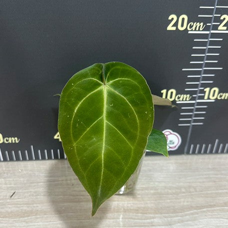 174219025275-Anthurium%20papillilaminum%20%E6%A4%8D%E6%A0%AA2.5''%202.jpg