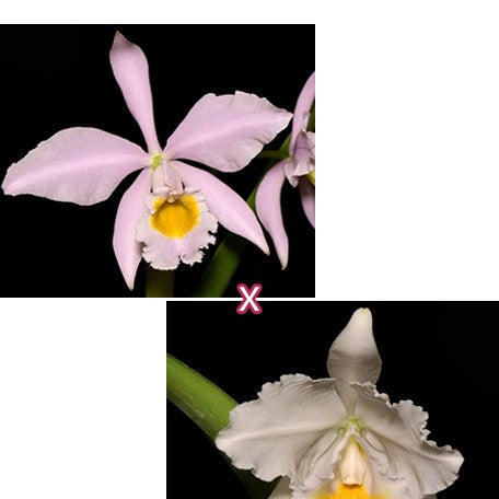 Cattleya eldorado (concolor Clori × S1301) 2.5