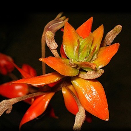 174338762987-Eria%20ornata%20%E8%8A%B11.jpg