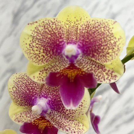 174356082577-Phal.%20King%20Car%20French%20Kiss%20%E8%8A%B12.jpg