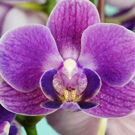 Phalaenopsis Reyoung Annie 2.5