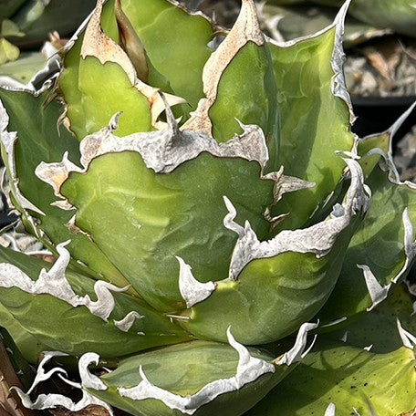 174426712410-Agave%20titanota%20'Ghost%20Claw'%20%E8%8A%B1.jpg