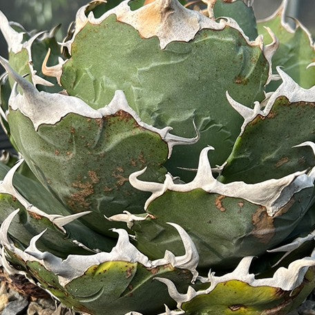 174426742112-Agave%20titanota%20'White%20Whale'%20%E8%8A%B1.jpg